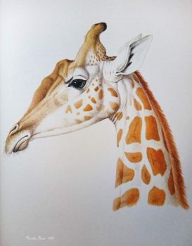 jigidi  200523  giraffe
