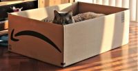 Greyson:  has a new box to jump into, with a new bed.
