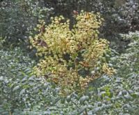 FocusedButterfliesOutBack