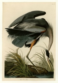John James Audubon's - Great Blue Heron, 1827-1838 (publication - from painting made in Louisiana, 1821). / Resize from 12 to 475 pieces.