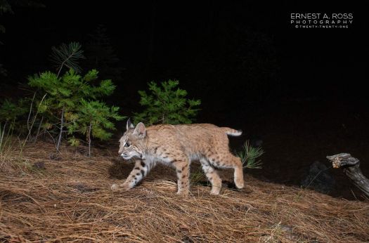Bobcat passing by