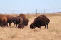 Southern Plains Bison