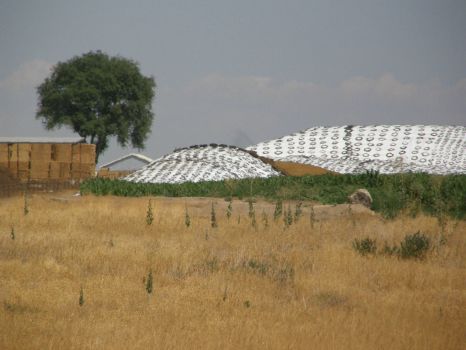covered silage