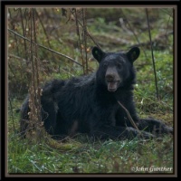 One More Black Bear in Cades Cove, Tennessee
