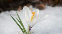 White Crocus in Spring Snow 02282018