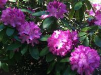 Rhodo