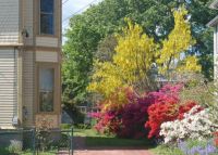 Spring Garden