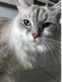 Willow