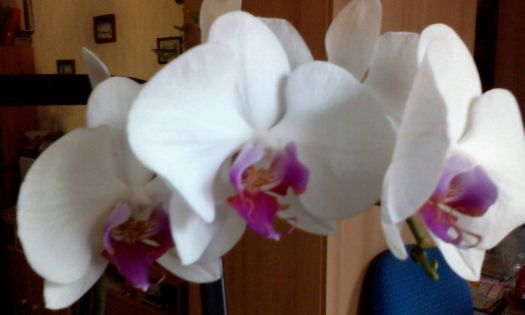 moje orchidej - My orchid