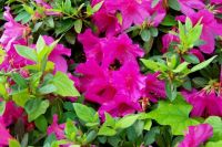 Azaleas