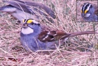 White-Throated Sparrow at my new place.