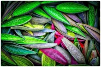 The Colours of Seed Pods
