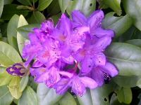 Portland Oregon Rhododendron