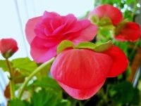 My Begonia is Flowering!!