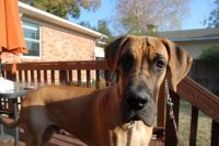 Great Dane Puppy - Oliver