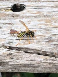 Wasp