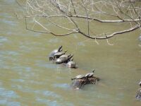 Painted turtles.