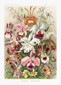 Ernst Haeckel illustration Orchids
