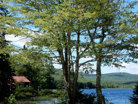 Solve Neal Pond in Lunenburg, Vermont jigsaw puzzle online with 20 pieces