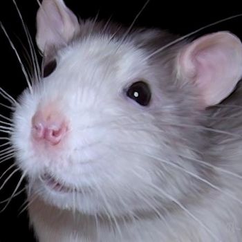 Otis the Rat