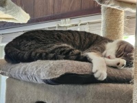 Evie snoozing on her perch