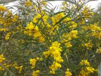 Western Australia Wattle in full bloom