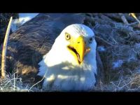 pretty bird