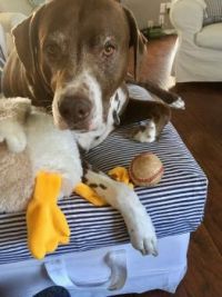 Mikie-Boy with toy duck #2