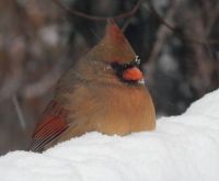 snowy cardinal DSCN2160