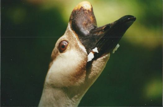 African Goose