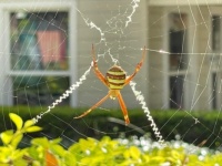 Spider  Australia 🇦🇺