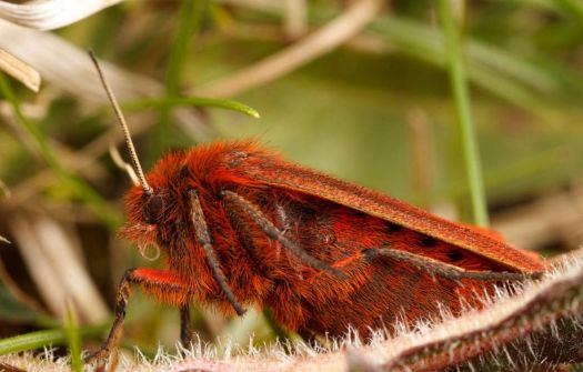 Ruby Tiger Moth UK..