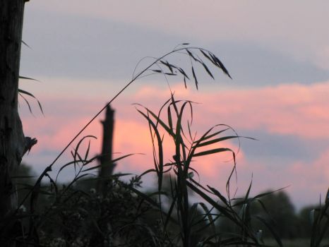 Grass in Evening Colours - Fredericton, NB