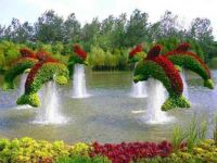 Dolphin Topiaries