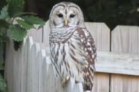 Owl on the fence