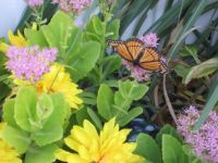 Monarch Butterfly on my Everlasting, in my garden