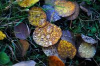 Autumn leaves