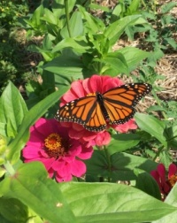 Monarch in the Zinnias