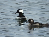 bufflehead couple