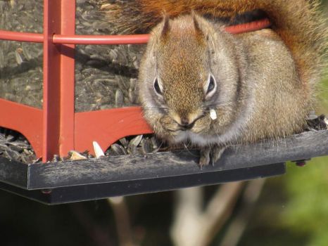 Red squirrel on critter feeder