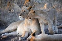 Family of Lionesses and Cubs