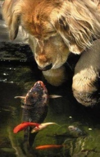 Fish Kiss a Golden