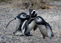 Magelan Pinguine