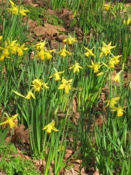 "A host of golden daffodils"