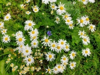 Daisy Flowers
