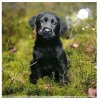 Guide-dog Ulven