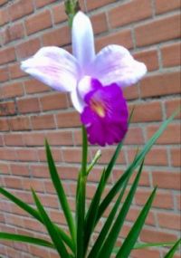 Orchidea...