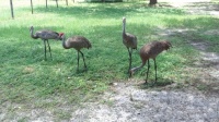 Sandhill Cranes 7-10-25