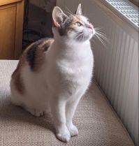 Tilly