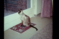 shira, my Siamese cat in 1972